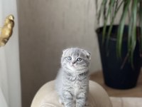 Sıfır Kulak Scottish Fold Güzelliklerim