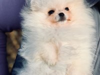 Pomeranian Boo Yavru Köpekler