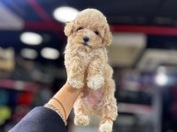 Orjinal Poodle Yavrumuz
