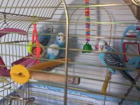 Yeme yeni düşen kuşlarım satılık