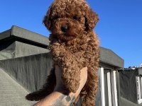 Red Brown Toy Poodle Yavrular