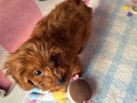 3 Aylık Yavru Erkek Toy Poodle