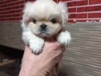 Sıfır burun imperyal pekinez bebeklerimiz