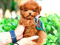 Toy Poodle Yavru Köpeklerim