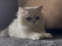 Yakışıklı british longhair oğlum lukas