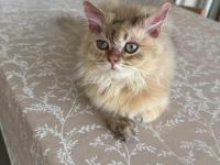 British Longhair Ny25 Black Golden Erkek Yavrumuza Yuva Arıyoruz