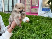 Kendi Üretimim Son 3 Yavru 60 Günlük Pomeranian Boo Bebekler