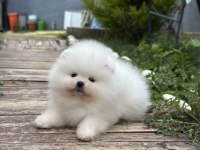 Muhteşem Pomeranian Yavrularımız