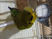 Çift Jumbo Muhabbet Kuşu