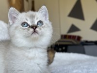 British Shorthair Blue Point Yavrum