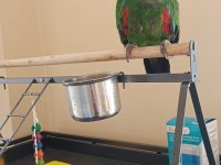 5 Yaşında Eclectus