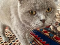 Bal Gözlü Scottish Fold