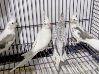 Yeni Yeme Düşen Sultan Papağanı Yavrular