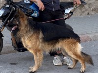 Şecereli Uysal Erkek Köpeğimiz