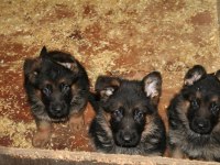 Alman Çoban Köpeği Yavruları