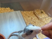 2 Dişi 3 Aylık Dumbo Rat Sadece İzmir İçi Elden Teslim