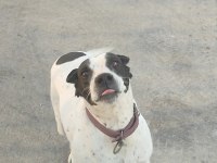 Ücretsiz İngiliz Pointer (Kara Kafa)