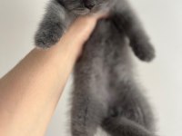 Orjinal Irkta Safkan British Shorthair