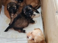 Maltese Terrier Ve Shih-Tzu