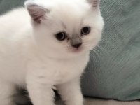 Safkan British Shorthair Yavrularım Yeni Yuvalarını Bekliyor