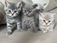 Balıkesir'de 3 Aylık Yavru Kediler