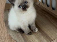 Bakımları Özenle Yapılmış British Shorthair Yavrular