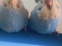 Şov Muhabbet Kuşu Yavruları