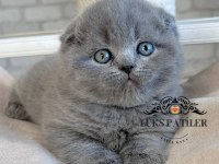 Ayıcık Surat Gri Scottish Fold