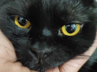 Acil Ücretsiz Sahiplendirme Siyah Scottish Fold