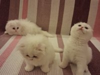 Longhair Erkek Dişi Yavru Kediler