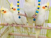 2026 Full Evcil El Beslemesi A Kalite Yavru Sultan Papağanlar