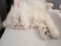 Beyaz British Longhair Kardeşler