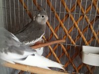 Yavru Sultan Papağanı