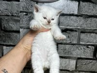 British Shorthair Dişi Bluepoint