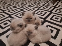 British Yavrularımız Teslime Hazır