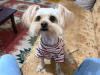 Pera – 3 yaşında, tuvalet eğitimli, sosyal yorkshire poodle kırması