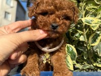 Teacup Ve Toy Poodle