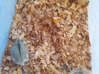 Hamile gonzales hamster