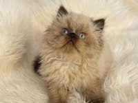 İran Himalayan - Odd Eyes