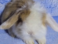 Teddy Lop Tavşanı Bebekler 35 Günlük
