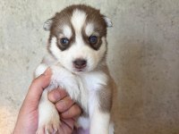 Sibirya Kurdu Yavrularımız Veteriner Kontrollü