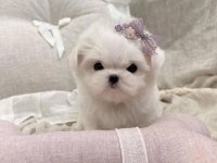Maltese terrier kore kan mini yavrularımız