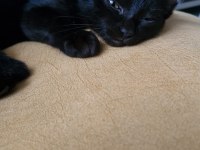 Kara Dut Dişi Kedimiz