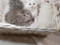 Longhair Poncik Bebek Kedilerimiz