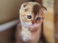 Scottish Fold Kedimiz