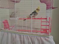 Sultan Papağanımız