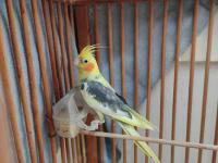 Kafesiyle Beraber Sultan Papağanı