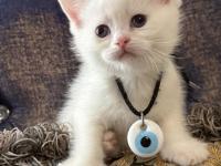 Yeni British Yavrularımız Rezerveli İlanda