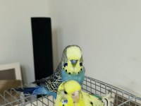 Sağlıklı Çift Muhabbet Kuşu