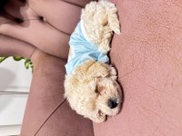 Acil Bichon Frise 2 Aylık